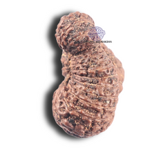 Load image into Gallery viewer, 30 Mukhi Rudraksha from Indonesia

