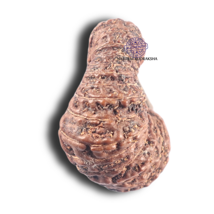 30 Mukhi Rudraksha from Indonesia