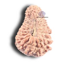 Load image into Gallery viewer, 31 Mukhi Rudraksha from Indonesia

