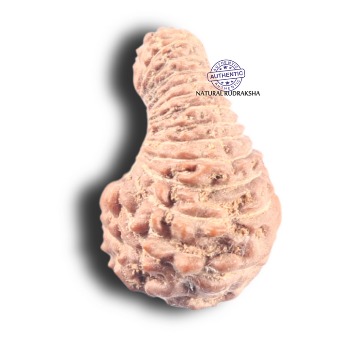 31 Mukhi Rudraksha from Indonesia