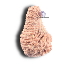 Load image into Gallery viewer, 31 Mukhi Rudraksha from Indonesia
