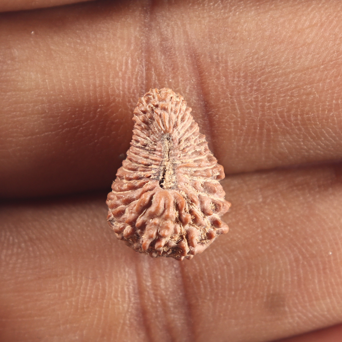 31 Mukhi Rudraksha from Indonesia
