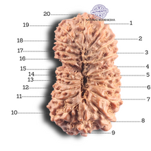 Load image into Gallery viewer, 20 Mukhi Indonesian Rudraksha - Bead 4
