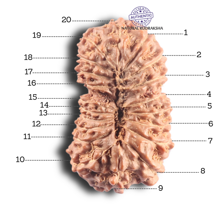 20 Mukhi Indonesian Rudraksha - Bead 4