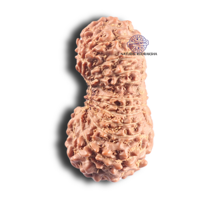 20 Mukhi Indonesian Rudraksha - Bead 4