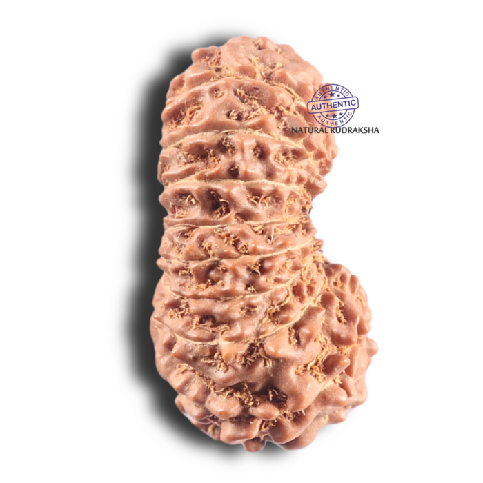 20 Mukhi Indonesian Rudraksha - Bead 4