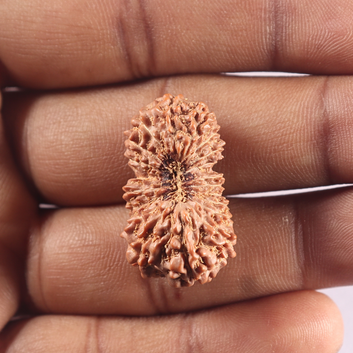 20 Mukhi Indonesian Rudraksha - Bead 4