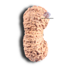 Load image into Gallery viewer, 20 Mukhi Indonesian Rudraksha - Bead 15
