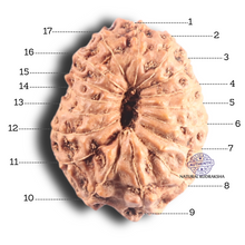 Load image into Gallery viewer, 17 Mukhi Rudraksha from Indonesia - Bead No. 66
