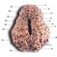 Load image into Gallery viewer, 17 Mukhi Rudraksha from Indonesia - Bead No. 84
