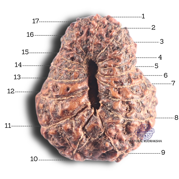 17 Mukhi Rudraksha from Indonesia - Bead No. 84