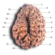 Load image into Gallery viewer, 17 Mukhi Rudraksha from Indonesia - Bead No. 85
