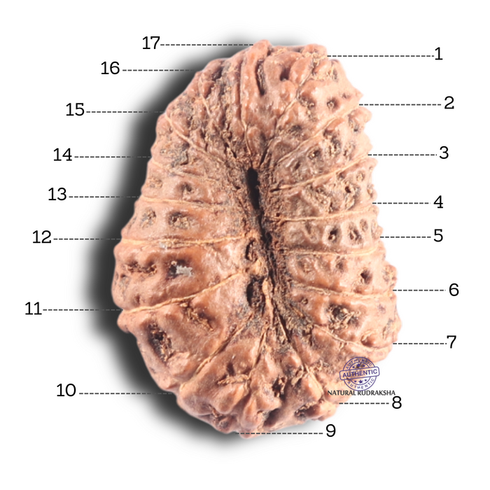 17 Mukhi Rudraksha from Indonesia - Bead No. 94