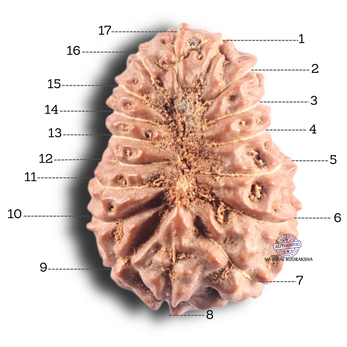 17 Mukhi Rudraksha from Indonesia - Bead No. 96