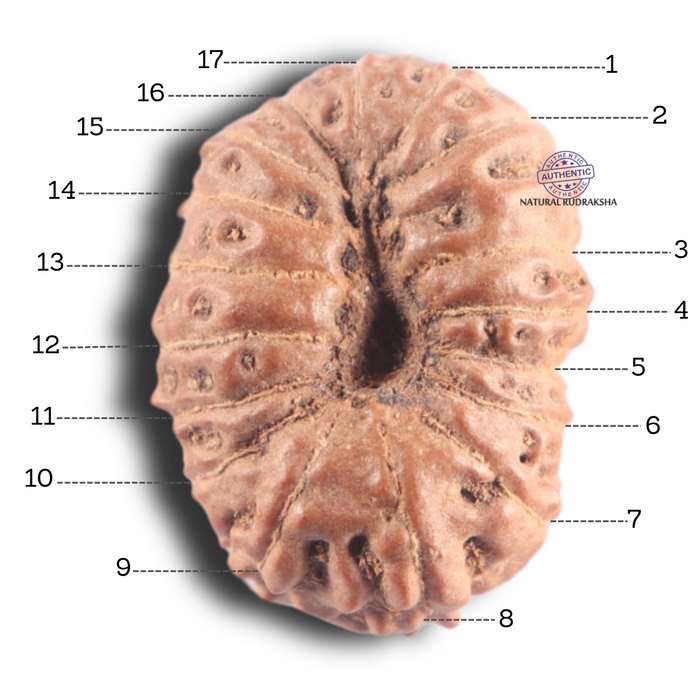 17 Mukhi Rudraksha from Indonesia - Bead No. 99
