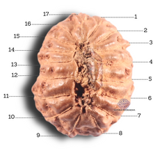 Load image into Gallery viewer, 17 Mukhi Rudraksha from Indonesia - Bead No. 100
