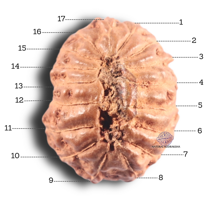 17 Mukhi Rudraksha from Indonesia - Bead No. 100