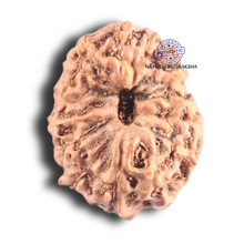 Load image into Gallery viewer, 17 Mukhi Rudraksha from Indonesia - Bead No. 66

