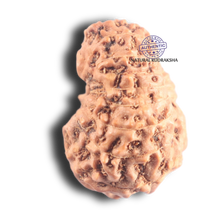 Load image into Gallery viewer, 17 Mukhi Rudraksha from Indonesia - Bead No. 66
