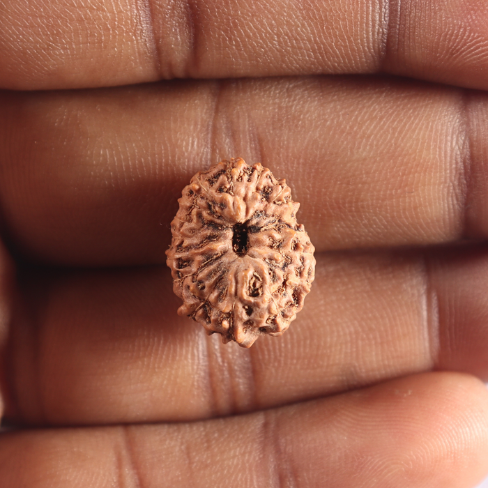 17 Mukhi Rudraksha from Indonesia - Bead No. 66