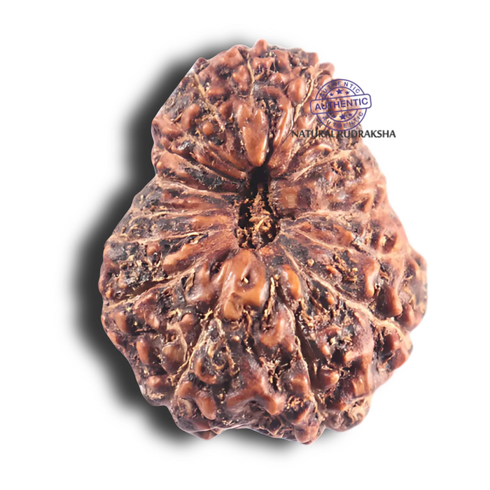 17 Mukhi Rudraksha from Indonesia - Bead No. 84