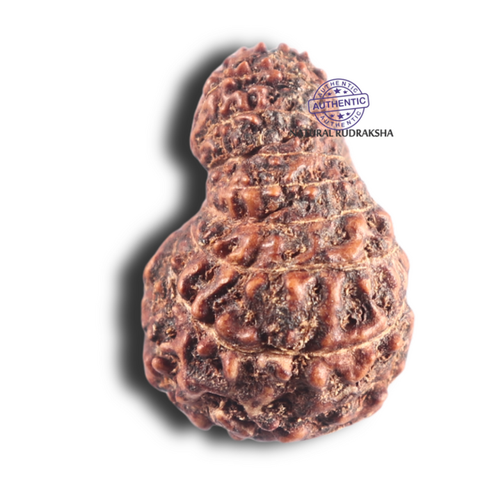 17 Mukhi Rudraksha from Indonesia - Bead No. 84