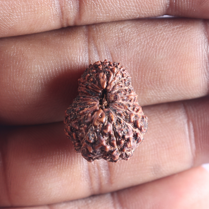 17 Mukhi Rudraksha from Indonesia - Bead No. 84