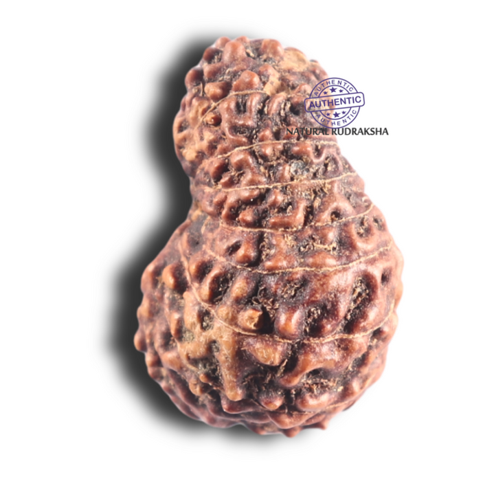 17 Mukhi Rudraksha from Indonesia - Bead No. 85