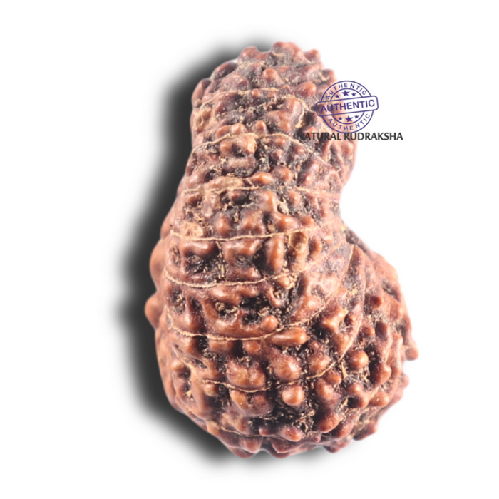 17 Mukhi Rudraksha from Indonesia - Bead No. 85