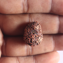 Load image into Gallery viewer, 17 Mukhi Rudraksha from Indonesia - Bead No. 85
