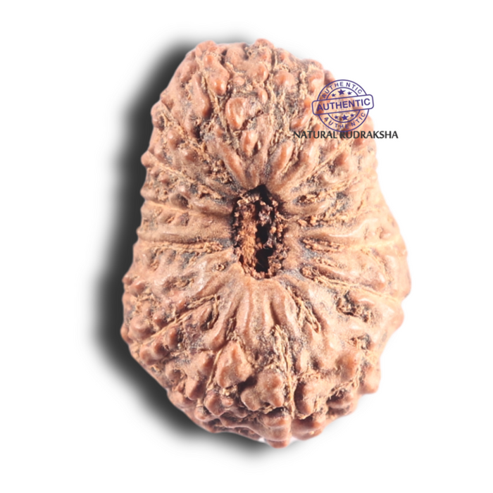 17 Mukhi Rudraksha from Indonesia - Bead No. 94