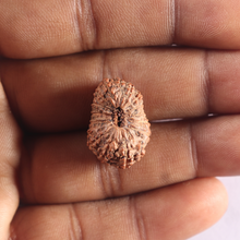 Load image into Gallery viewer, 17 Mukhi Rudraksha from Indonesia - Bead No. 94
