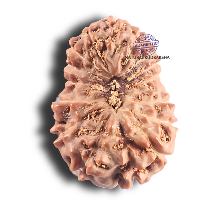 17 Mukhi Rudraksha from Indonesia - Bead No. 96
