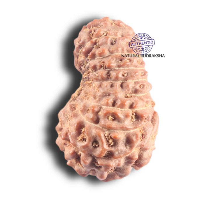 17 Mukhi Rudraksha from Indonesia - Bead No. 96