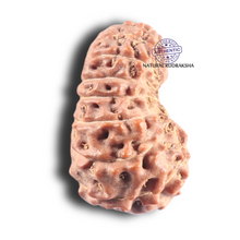 Load image into Gallery viewer, 17 Mukhi Rudraksha from Indonesia - Bead No. 96
