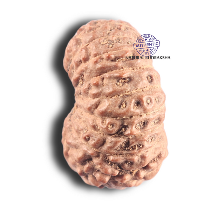 17 Mukhi Rudraksha from Indonesia - Bead No. 99