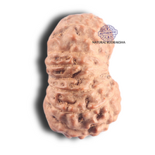Load image into Gallery viewer, 17 Mukhi Rudraksha from Indonesia - Bead No. 99

