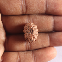 Load image into Gallery viewer, 17 Mukhi Rudraksha from Indonesia - Bead No. 99
