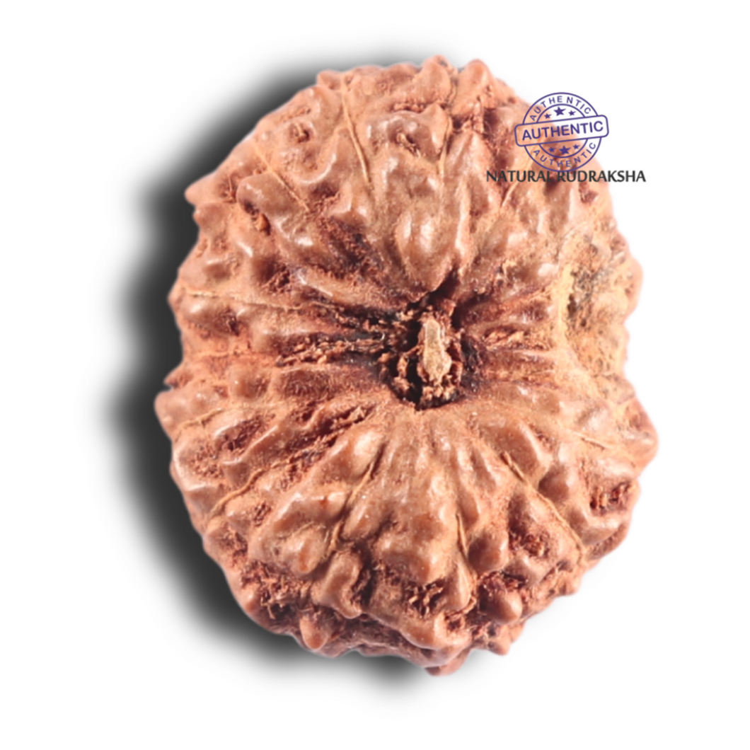 17 Mukhi Rudraksha from Indonesia - Bead No. 100