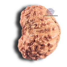 Load image into Gallery viewer, 17 Mukhi Rudraksha from Indonesia - Bead No. 100
