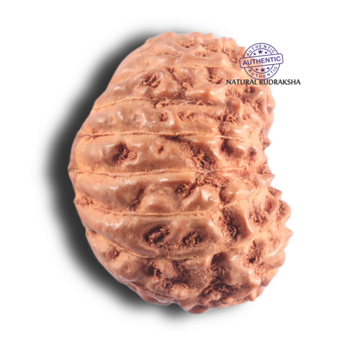 17 Mukhi Rudraksha from Indonesia - Bead No. 100