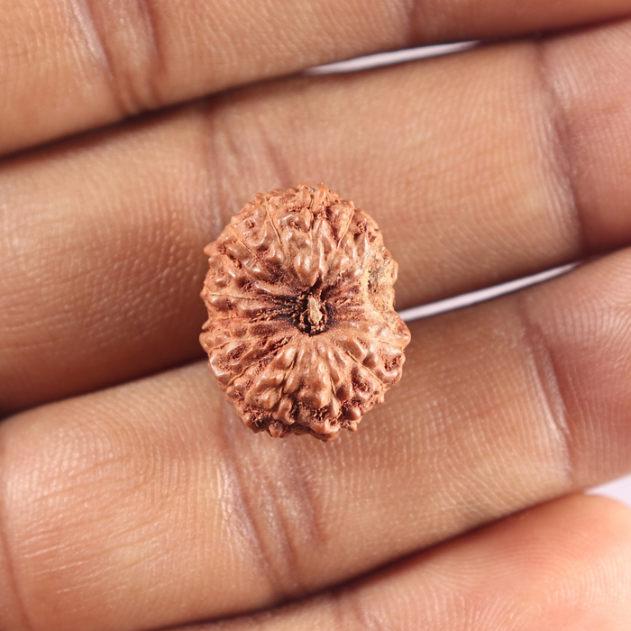 17 Mukhi Rudraksha from Indonesia - Bead No. 100