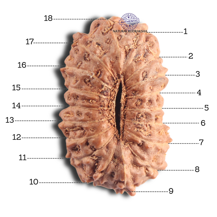 18 Mukhi Rudraksha from Indonesia - Bead No. 56