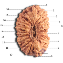 Load image into Gallery viewer, 18 Mukhi Rudraksha from Indonesia - Bead No. 76
