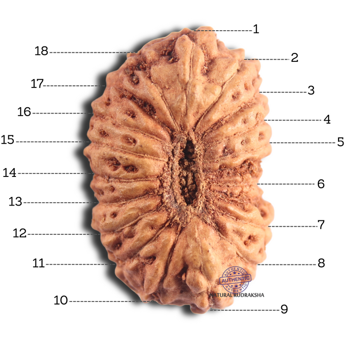 18 Mukhi Rudraksha from Indonesia - Bead No. 76