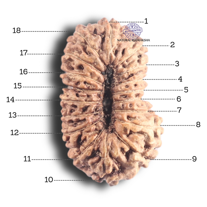 18 Mukhi Rudraksha from Indonesia - Bead No. 102