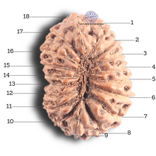 Load image into Gallery viewer, 18 Mukhi Rudraksha from Indonesia - Bead No. 89
