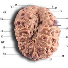 Load image into Gallery viewer, 18 Mukhi Rudraksha from Indonesia - Bead No. 83

