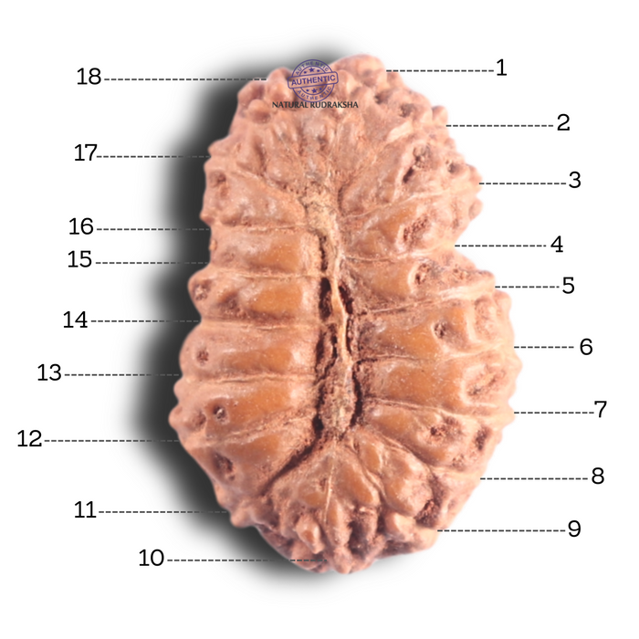 18 Mukhi Rudraksha from Indonesia - Bead No. 90