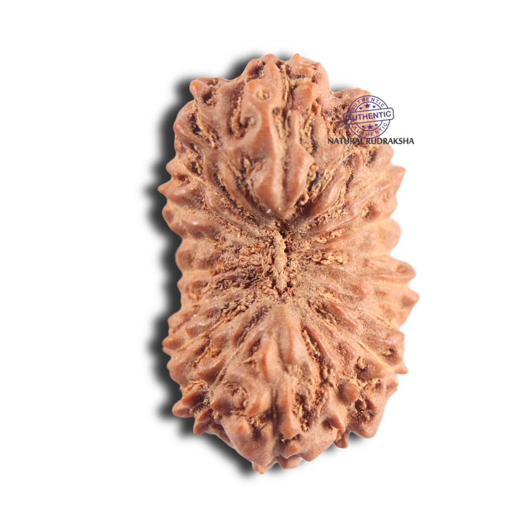 18 Mukhi Rudraksha from Indonesia - Bead No. 56